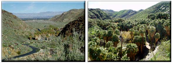 Palm Canyon
