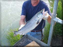 Laurel's Salmon