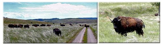 Custer State Park